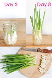 You can choose to grow scallions, green onions, or simply onion sets. Regrow Green Onions Scallions From Kitchen Scraps 2 Ways A Piece Of Rainbow