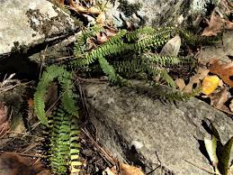 Image result for Asplenium africanum