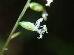 Image result for Pseudechinolaena polystachya