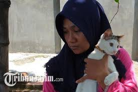 Selain warna ternyata lokasi dimana gigitan itu ada juga mempengaruhi tafsir dari mimpi. Viral Kucing Peliharaan Pukul Ular Kobra Pemilik Kepalanya Digigit Sampai Mati Halaman All Kompas Com