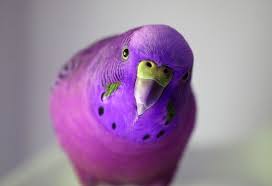 Alibaba.com offers 454 pet budgies products. 10 Best Pets For Kids Which You Can Consider Best Pet Birds Pet Birds Budgies Bird