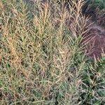 Image result for Eragrostis cylindriflora