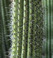 A healthy specimen, some 35 years old. Desert Lush Phoenix Home Garden