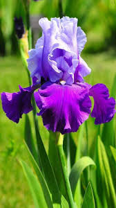 Pin By Gracie Scher On Flowers Gif Iris Flowers Iris Flower Photos Flowers