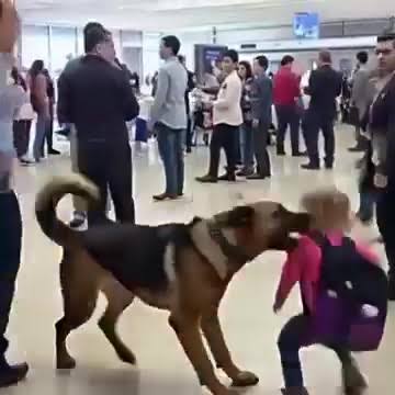 Security Dog Started Barking at a Child’s Backpack—What Was Inside Made the  Whole Airport Go Silent Watch see more | Immobilière Le Royaume | Facebook
