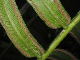 Image result for Marattiaceae