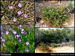 Image result for Violaceae