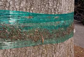 Résultat de recherche d'images pour "tanglefoot"