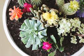 As noted above, cacti grow fairly slowly. A Vintage Planter Cacti Garden A Beautiful Mess