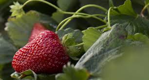 Top Strawberry Varieties