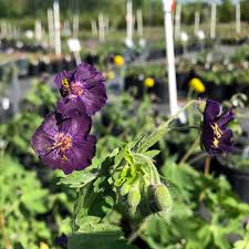 Image result for Geranium vagans