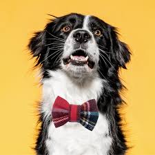 Maybe you would like to learn more about one of these? Dog Bow Tie By Funky Dog Funky Dog