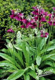 Image result for Primula