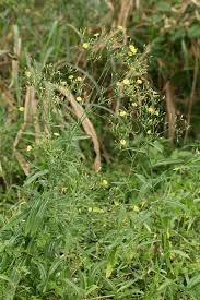 Image result for Launaea cornuta