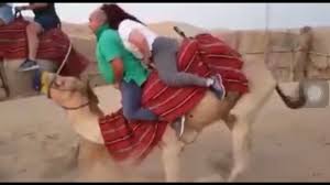 Please like, share or comment & check out my other vids, thanks for looking! Camel Struggles With Couple Camel Can T Get Up Youtube