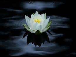 İçinizdeki çocuğu öldürmeyecek adamı sevin. Sifali Bitkilerim Nilufer Cicegi Hakkinda Bilgi