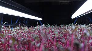 Active grow led grow lights. Microgreens Lights Here Are The Best Ones In 2021 Herbswithin