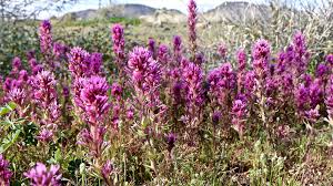 Owl S Clover Blooming Plants Sonoran Desert Plants