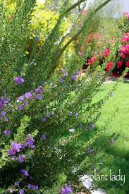 Maybe you would like to learn more about one of these? Winter Flowering Plants Archives Desert Gardening 101