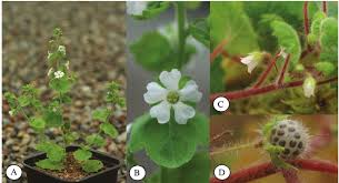 Image result for Ardisiandra wettsteinii