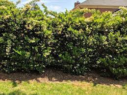 Maybe you would like to learn more about one of these? Wax Leaf Ligustrum For Sale Compare Best Prices Top Rated Nurseries
