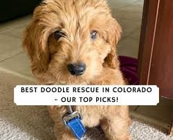 Goldendoodles are designer dogs, a hybrid resulting from breeding two purebred dogs. Best Doodle Rescue In Colorado Top Picks 2021 We Love Doodles