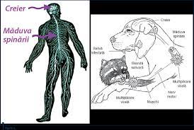 De altfel, și la începutul luni august au fost înregistrate astfel de cazuri. Rabia IncÄƒ O Provocare Pentru Medicina VeterinarÄƒ È™i UmanÄƒ