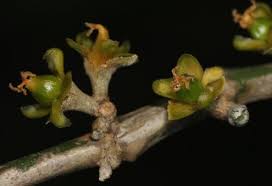 Image result for Suregada