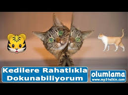 Kedi Korkusu Yenme Kedilere Rahatlikla Dokunabiliyorum Olumlama Youtube