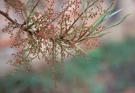 We did not find results for: Pistacia Chinensis Landscape Plants Oregon State University