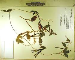 Image result for Teramnus uncinatus