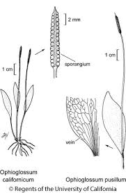 Image result for Ophioglossum thomasii