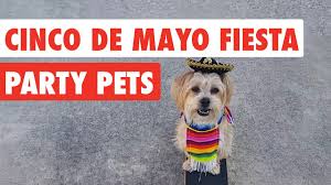 You're welcome to reshare the funny cinco de mayo memes images on any of your favorite social networking sites, such as facebook, pinterest want to save all of your favorite pictures of funny cinco de mayo memes, and other photos & images on lovethispic? Cinco De Mayo Fiesta Party Pets Video Compilation 2017 Youtube