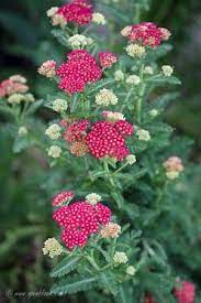 Pin On Dreaming Of A Garden
