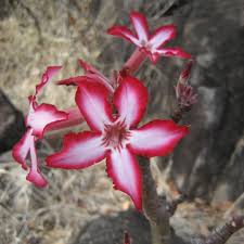 Image result for Adenium multiflorum