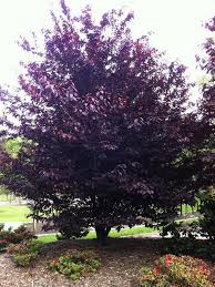 Plum tree care purple leaf plum tree red purple light purple pale pink purple trees pink white lawn and landscape flower landscape. Prunus Cerasifera Nigra Care Transplanters Sunshine Coast Brisbane South East Queensland Qld Australia