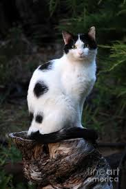Here i list some of my favorite white cat breeds with pictures that look amazing and can serve as an ideal pet. White And Black Spotted Kitten Novocom Top