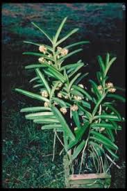 Image result for Acampe