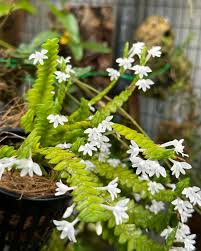 Image result for Angraecum distichum