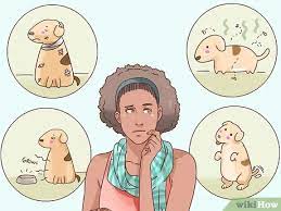 If you must be gone for long periods of time, then have a familiar friend or family member check in on them. How To Cope With Having A Dog Put Down 11 Steps