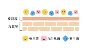 美肌の鍵はスキンフローラ – ACTIVART（アクティバート）