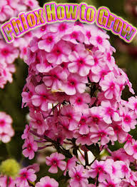 We did not find results for: Phlox How To Grow