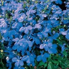 Image result for Lobelia erinus