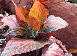 Image result for Acalypha paucifolia