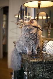 Find british shorthair in cats & kittens for rehoming | find cats and kittens locally for sale or adoption in toronto (gta) : British Longhair Gorgeous Cats Russian Blue Cat Cats