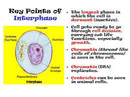 Page 1 interphase interphase ™ pc/view for windows peration anual. The Cell Cycle Interphase Mitosis Cytokinesis Ppt Download