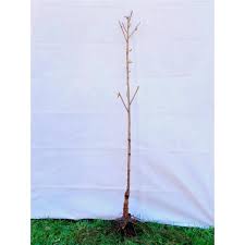 Japanese flowering cherry trees are known by the names 'kwanzan,' kanzan, and 'sekiyama,' but no matter what you call them, one thing doesn't change: Online Orchards Accolade Cherry Blossom Tree Bare Root Flch004 The Home Depot