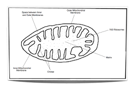 Pin On Ib Biology Hl