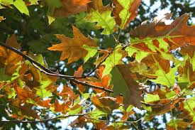 Image result for xylella fastidiosa oleander symptoms