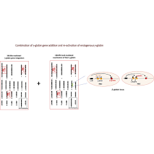 If you want to install the google translate bm to bi, you should know how to install it for any platform (android, mac, windows). In Vivo Hsc Gene Therapy Using A Bi Modular Hdad5 35 Vector Cures Sickle Cell Disease In A Mouse Model Molecular Therapy